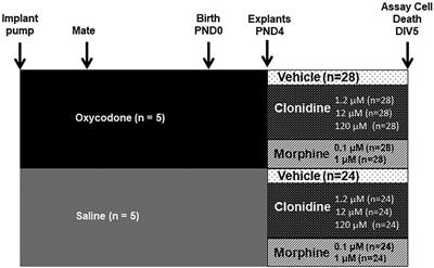 Understanding the effects of opioids vs non-opioids in the treatment of neonatal abstinence syndrome, an in vitro model